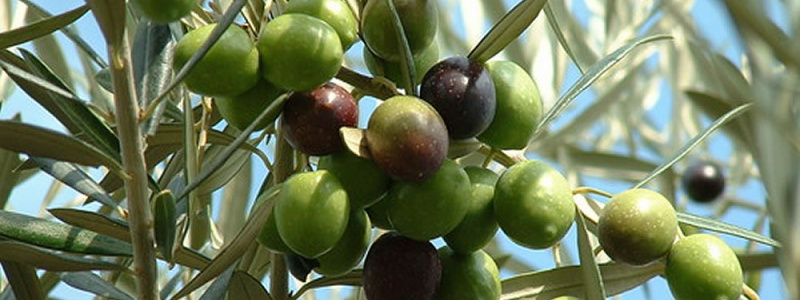 Olive Wreath Part 1